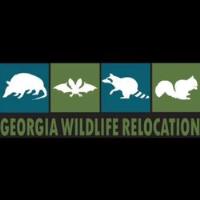 Georgia Wildlife Relocation image 1